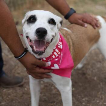 Rescue American Staffordshire Terrier Dogs for Adoption in San Antonio, Texas - ROSE | PetCurious