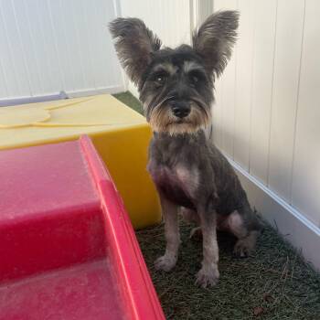 Princess -  Miniature Schnauzer Dog for Adoption in Baker, Louisiana - Princess | PetCurious