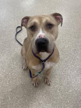 Rescue Pit Bull Terrier Dogs for Adoption in Prince Frederick, Maryland - Arlo | PetCurious