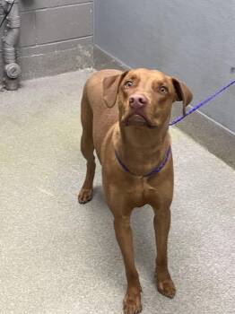 Pit Bull Terrier and Mixed Breed Dogs Available for Adoption - BRADLEY | PetCurious