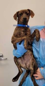 Pit Bull Terrier and Dachshund Dogs Available for Adoption in Chillicothe, Ohio - Prince Charming | PetCurious