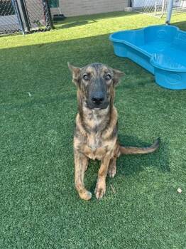 CAMERON -  Mixed Breed Dog for Adoption in Dallas, Texas - CAMERON | PetCurious