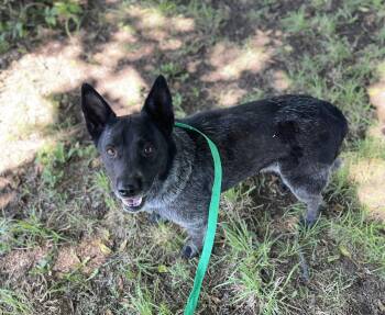 Australian Cattle Dog Blue Heeler Dogs Available for Adoption in Sadler, Texas - Lillie Mae | PetCurious