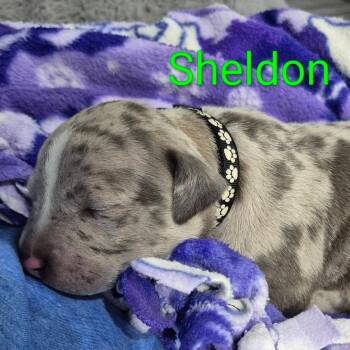 Sheldon 22819 -  Great Dane Dog for Adoption in Minneapolis, Minnesota - Sheldon 22819 | PetCurious