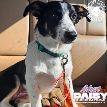 Daisy -  Corgi and Border Collie Dog for Adoption in Wilmington, North Carolina - Daisy | PetCurious