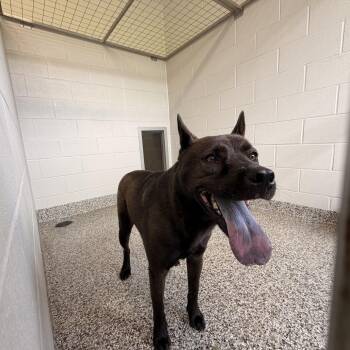 Boomer -  Chow Chow Dog for Adoption in Morganton, North Carolina - Boomer | PetCurious