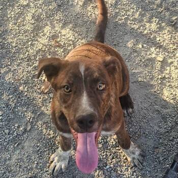 Bovidae -  Cattle Dog Dog for Adoption in Mount Vernon, Arkansas - Bovidae | PetCurious
