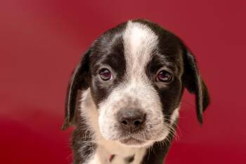 Rescue Pointer Dogs for Adoption in Simsbury, Connecticut - Montgomery | PetCurious