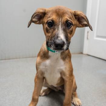 Rescue Hound and Shepherd Dogs for Adoption in Pawling, New York - Chai | PetCurious