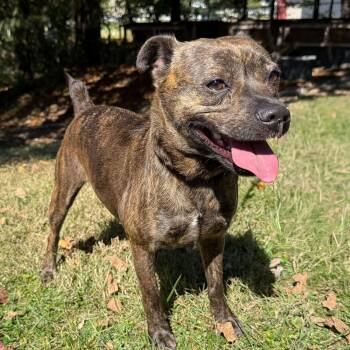 Rescue Terrier Dogs for Adoption in Latrobe, Pennsylvania - Sassy | PetCurious