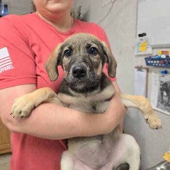 German Shepherd Dog Dogs Available for Adoption in Hinesville, Georgia - Puddin | PetCurious