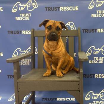 RIGATONI -  Terrier and Mixed Breed Dog for Adoption in Waterford, New Jersey - RIGATONI | PetCurious