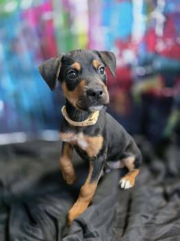 Bagel -  Rottweiler Dog for Adoption in New London, Wisconsin - Bagel | PetCurious