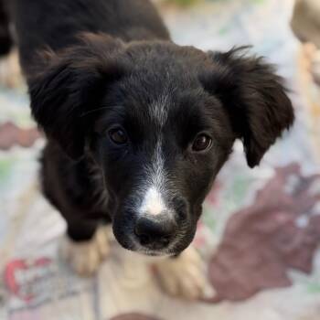 Border Collie and Mixed Breed Dogs Available for Adoption - Kaycee | PetCurious