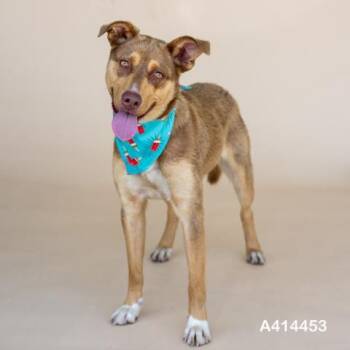 Rescue Labrador Retriever and Mixed Breed Dogs for Adoption in Conroe, Texas - FEATHER | PetCurious