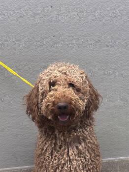 MAIN STREET -  Poodle Dog for Adoption in Las Vegas, Nevada - MAIN STREET | PetCurious