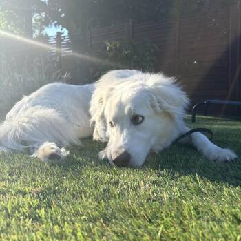 Goose -  Great Pyrenees Dog for Adoption in Austin, Texas - Goose | PetCurious