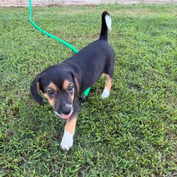 Friedrich -  Mixed Breed and Beagle Dog for Adoption in Fredericksburg, Virginia - Friedrich | PetCurious