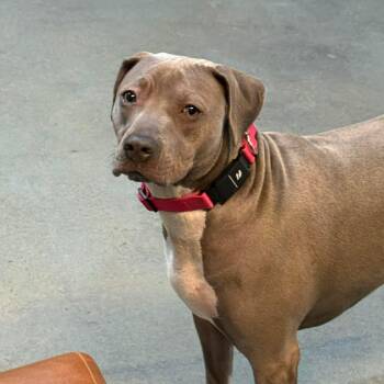 Bulldog Dogs Available for Adoption - Sylvie | PetCurious