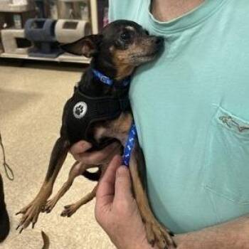 Spike -  Chihuahua and Mixed Breed Dog for Adoption in Santa Fe, Texas - Spike | PetCurious