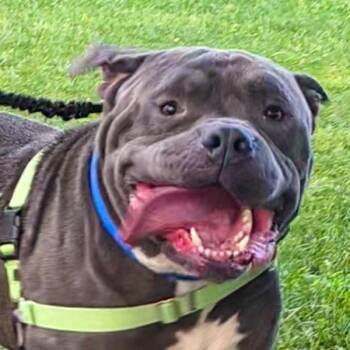 Hippo -  American Staffordshire Terrier Dog for Adoption in Des Moines, Iowa - Hippo | PetCurious