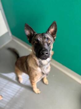 A256329 -  Belgian Shepherd Malinois and Mixed Breed Dog for Adoption in Visalia, California - A256329 | PetCurious