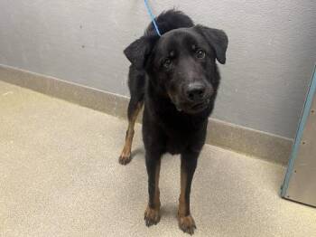 Labrador Retriever and Rottweiler Dogs Available for Adoption in Las Vegas, Nevada - PRESTO | PetCurious