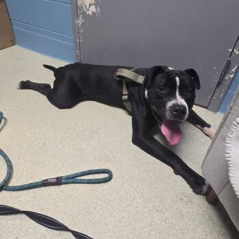 Deebo -  Mixed Breed Dog for Adoption in Windsor, Virginia - Deebo | PetCurious
