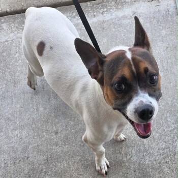 Spotify -  Jack Russell Terrier and Chihuahua Dog for Adoption in New Orleans, Louisiana - Spotify | PetCurious
