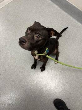 WINNIE -  Staffordshire Bull Terrier Dog for Adoption in Indianapolis, Indiana - WINNIE | PetCurious