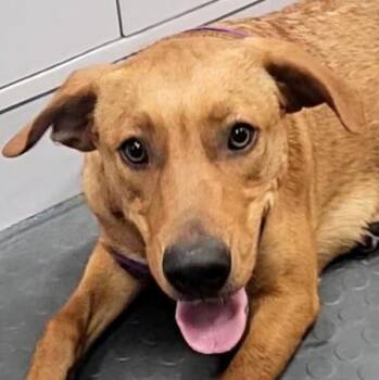 Prinston -  Labrador Retriever and Mixed Breed Dog for Adoption in Corpus Christi, Texas - Prinston | PetCurious