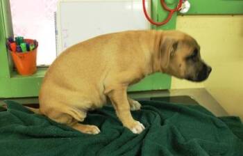 Regina -  Terrier and Mixed Breed Dog for Adoption in Picayune, Mississippi - Regina | PetCurious
