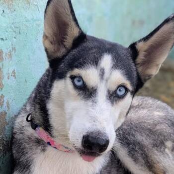 Skyra (20260916-03) -  Husky Dog for Adoption in Niagara Falls, Ontario - Skyra (20260916-03) | PetCurious