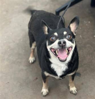 PEPITA -  Mixed Breed Dog for Adoption in Dallas, Texas - PEPITA | PetCurious