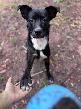 Rescue Border Collie and Chihuahua Dogs for Adoption in Pensacola, Florida - Shiloh | PetCurious