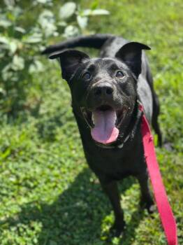 Slugger -  Mixed Breed Dog for Adoption in Cincinnati, Ohio - Slugger | PetCurious