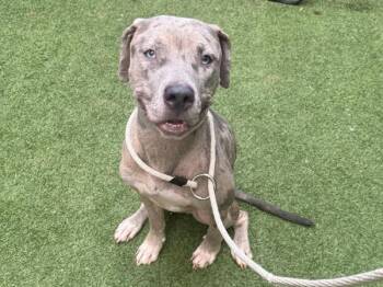 Rescue Mixed Breed Dogs for Adoption in New York, New York - Bonnie | PetCurious