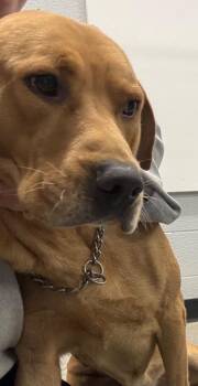 Josh -  Yellow Labrador Retriever Dog for Adoption in Henderson, North Carolina - Josh | PetCurious