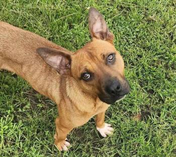 Rescue Mountain Cur Dogs for Adoption in Anniston, Alabama - Tito | PetCurious