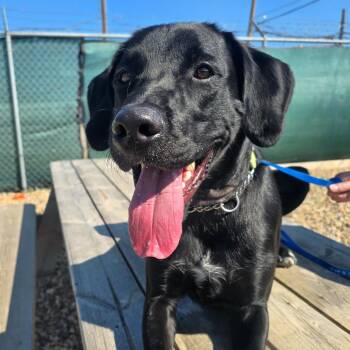 Rio -  Black Labrador Retriever Dog for Adoption in Clavet, Saskatchewan - Rio | PetCurious