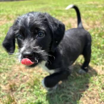 BB-8 -  Mixed Breed Dog Available for Adoption in Roxboro, North Carolina - BB-8 | PetCurious