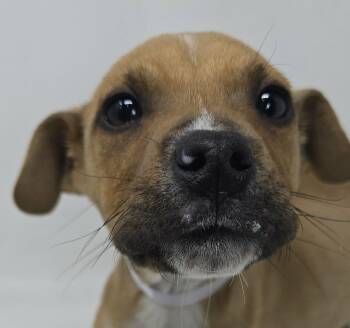 Boxer and Terrier Dogs Available for Adoption - Ekans | PetCurious