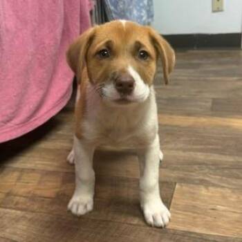 Patsy -  Akita and Weimaraner Dog for Adoption in Owosso, Michigan - Patsy | PetCurious