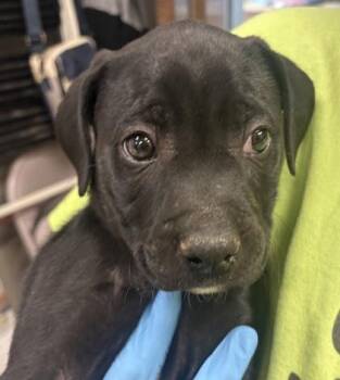 Mixed Breed Dogs Available for Adoption - Kazier | PetCurious