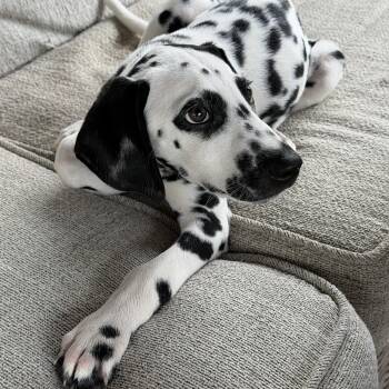 Pearce -  Dalmatian Dog for Adoption in Colleyville, Texas - Pearce | PetCurious