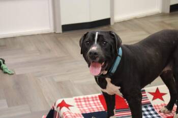 Rescue American Staffordshire Terrier and Pit Bull Terrier Dogs for Adoption in Corsicana, Texas - Grace Kelly | PetCurious