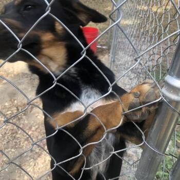 Buck -  Labrador Retriever and Australian Cattle Dog Blue Heeler Dog for Adoption in Sylvania, Georgia - Buck | PetCurious
