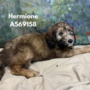 HERMIONE -  Golden Retriever and Mixed Breed Dog for Adoption - HERMIONE | PetCurious