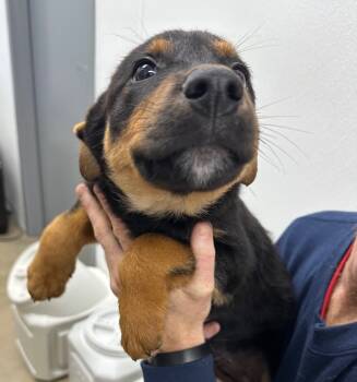 Rescue Mixed Breed Dogs for Adoption in Lake City, Arkansas - Gidget | PetCurious