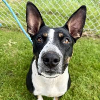 Mixed Breed Dogs Available for Adoption - Piglet | PetCurious